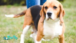 Марта породы Бигль в добрые руки 