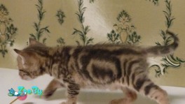 Бенгальские котята