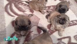 Королевские ПЕКИНЕССИКИ 4 девочки и 1 мальчик