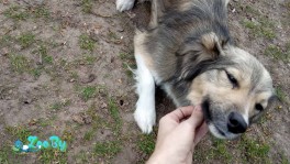 Отдам собак в хорошие руки 2 девочки