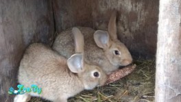 Кролики разных пород. Все привиты. Для Любых задач