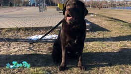 ВЯЗКА лабрадора ретривера