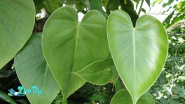 Филодендрон лазящий