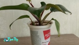 Филодендрон Краснеющий