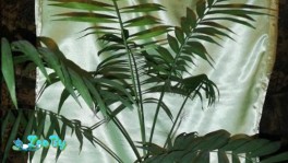 Продажа Хамедорея