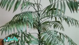 Хамедорея большая 