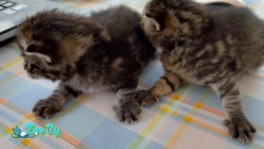 Котята боптейл