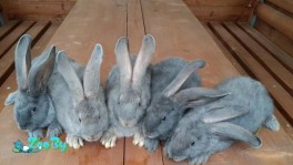 Кролики породы бельгийский великан белый панон