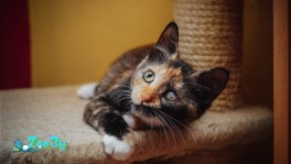 Необычная Френки