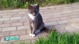 Молодая дымчатая красотка