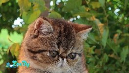 Экзот, Экзотический котик. Доставка в любой город.