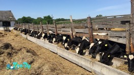 Продам телки 6-8 мес.