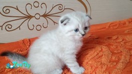 Шотладские котята 