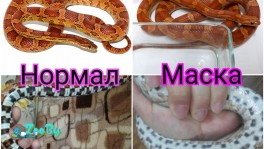 Маисовый полоз
