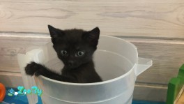  Кошечки даром