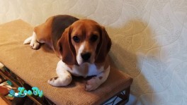 Бигль в дар Шанель 3 года