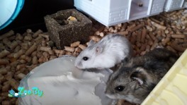 Хомячек джунгарский