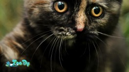 Британский котенок черепахового окраса