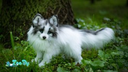 Щенки лисы домашней продаются