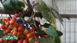 Улетел попугай Корелла