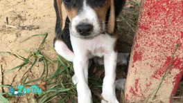 Щенки эстонской гончей