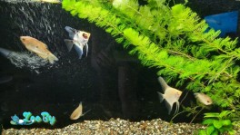 Отдаю рыбок