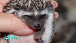 Африканские карликовые ёжики