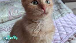 Рыжий котенок