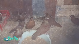 Распродажа бойных голубей (белые, красные, лимонные, черные и др. цветов) 