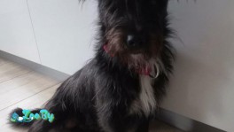 Найдена собака предположительно метис шнауцера