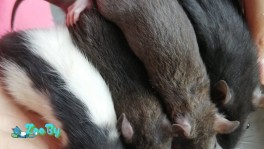 Крысы мальчики