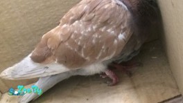 Голубь молодой слома лапа 