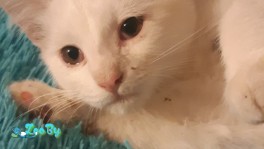 Срочно отдам котят в добрые руки