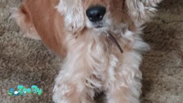 Преданный друг БОРОНА кокер-спониеля в дар