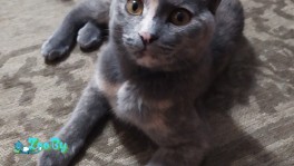 Кошечка ищет хозяев