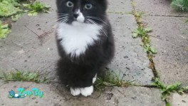 Котенок в добрые руки