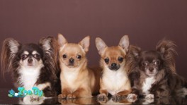 Чихуахуа из питомника Алиса Грант.