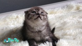 Продажа котят