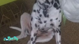 Отдам собаку Далматинец 7 лет