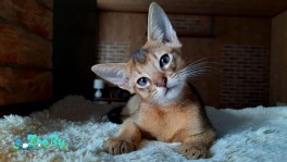 Абиссинский котёнок-мальчик