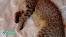 Котенок в дар Минск!