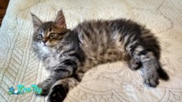  девочка -f23-черепаховый