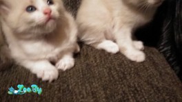 Котята от Сноу-шу и Тайского кота