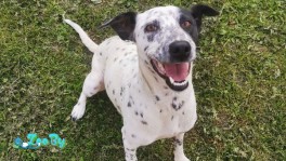 Далматинец метис в дар