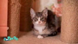 Котенок в дар Минск