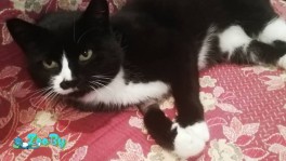 Кошечка в дар 5 лет в Минске