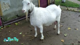 Продам зааненских коз