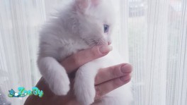 Котята ищут дом! Минск 