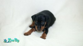 Цвергпинчер