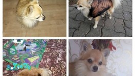 Отдам в добрые руки